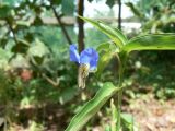 Commelina communis