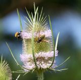 Dipsacus fullonum. Соцветие с кормящимися шмелём и мухой-журчалкой Spilomyia saltuum. Московская обл., Одинцовский р-н, г. Кубинка, заросшая техногенная площадка. 16.07.2021.