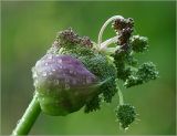 Angelica sylvestris