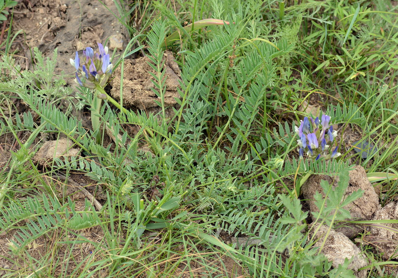 Изображение особи Astragalus kurdaicus.