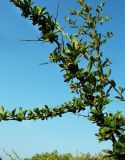 Pyracantha coccinea