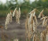 Bromus squarrosus