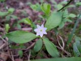 Trientalis europaea