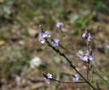 Verbena officinalis. Верхушка цветущего растения. Республика Адыгея, Майкопский р-н, край карьера компании \"Волма\", луг. 29.07.2023.