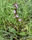 Anacamptis collina