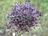 Allium cyrilli