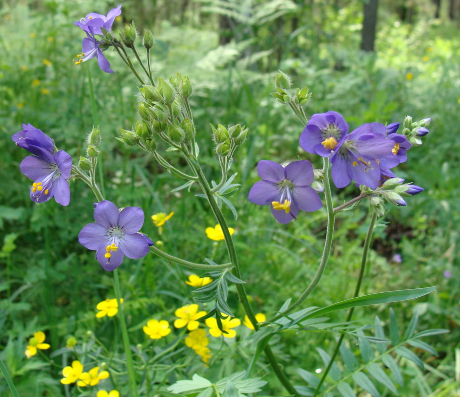 Изображение особи Polemonium caeruleum.