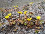 Saxifraga flagellaris