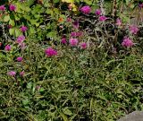 Gomphrena globosa