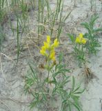 Thermopsis lanceolata