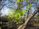 Acer platanoides