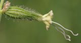 Silene dichotoma