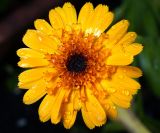 Calendula officinalis