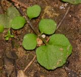 Cardamine hirsuta. Прикорневой лист. Израиль, Шарон, пос. Кфар Шмариягу, рудеральное местообитание. 18.02.2014.