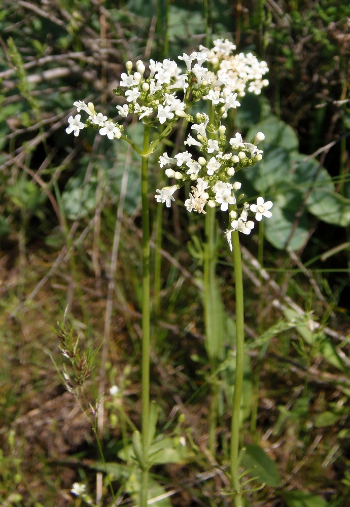 Изображение особи Valeriana tuberosa.