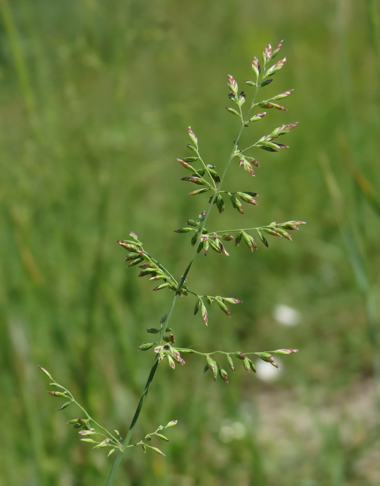 Image of Poa compressa specimen.