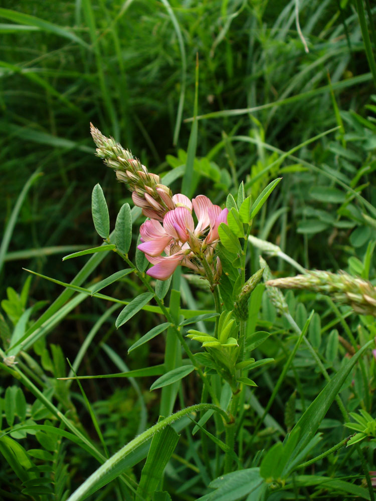 Изображение особи Onobrychis viciifolia.