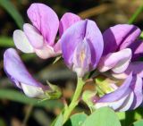 Lathyrus japonicus подвид maritimus. Соцветие. Калининградская обл., Зеленоградский р-н, Куршская коса, авандюна со стороны Балтийского моря. Июль 2014 г.