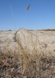 Agropyron pectinatum. Сухое плодоносящее растение. Краснодарский край, окр. г. Крымск, грязевой вулкан Шуго. 11.10.2014.