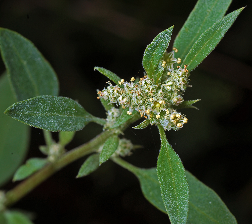 Изображение особи Chenopodium album.