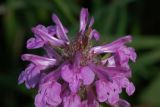 Pedicularis macrochila