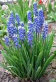 Muscari botryoides