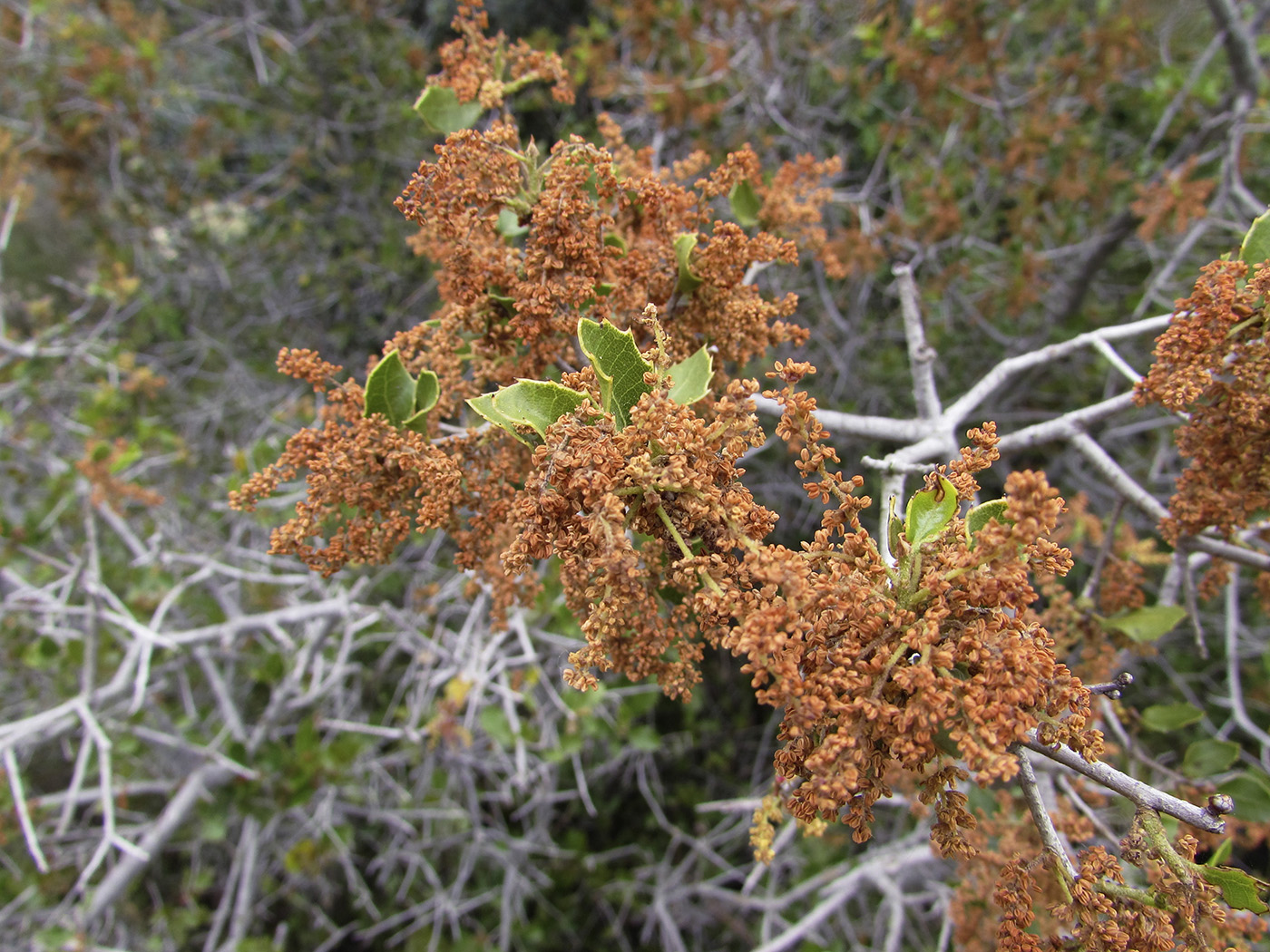 Изображение особи Quercus coccifera.