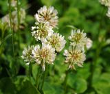 Trifolium repens