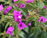 род Bougainvillea