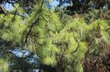 Pinus palustris. Верхушки ветвей. Черноморское побережье Кавказа, г. Сочи, Дендрарий, в культуре. 7 июня 2016 г.