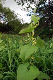 Aristolochia clematitis