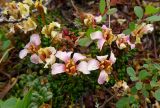 Diapensia obovata. Отцветающие растения среди Vaccinium minus. Чукотка, Пегтымельский хребет, верховье реки Гытолькыль (приток реки Пегтымель), тундра. 21.07.2014.