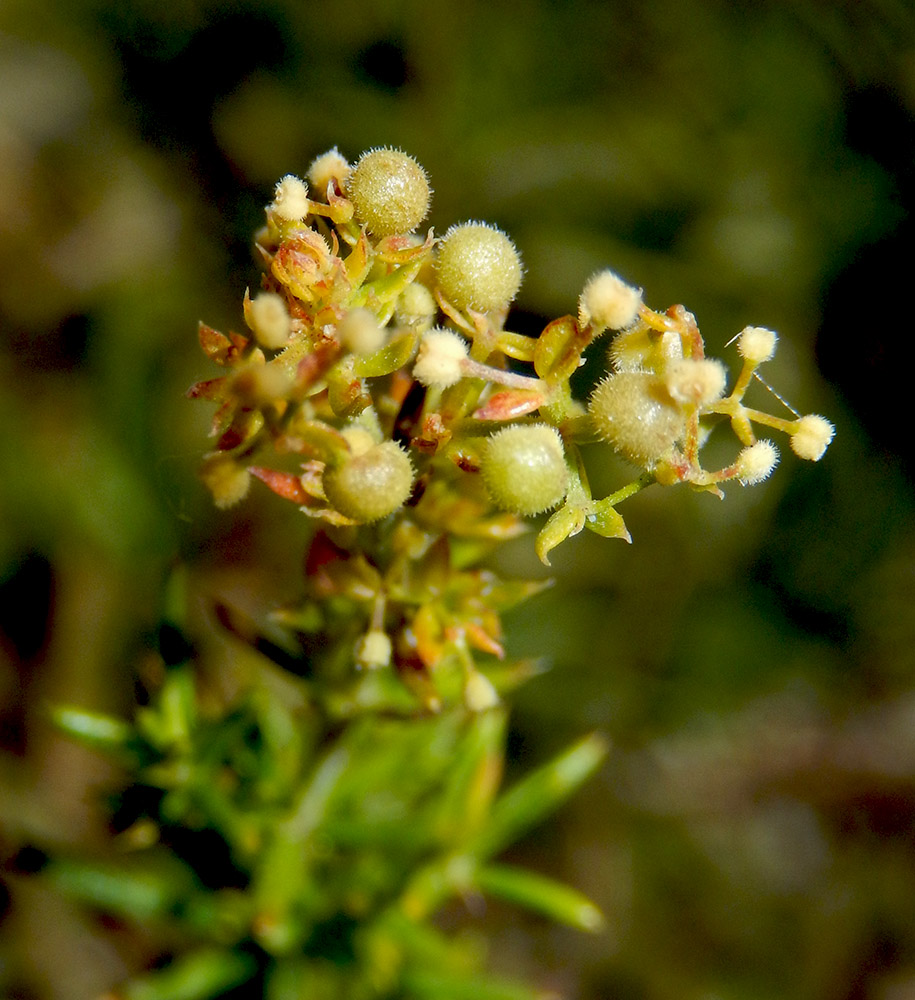 Изображение особи Galium verum.