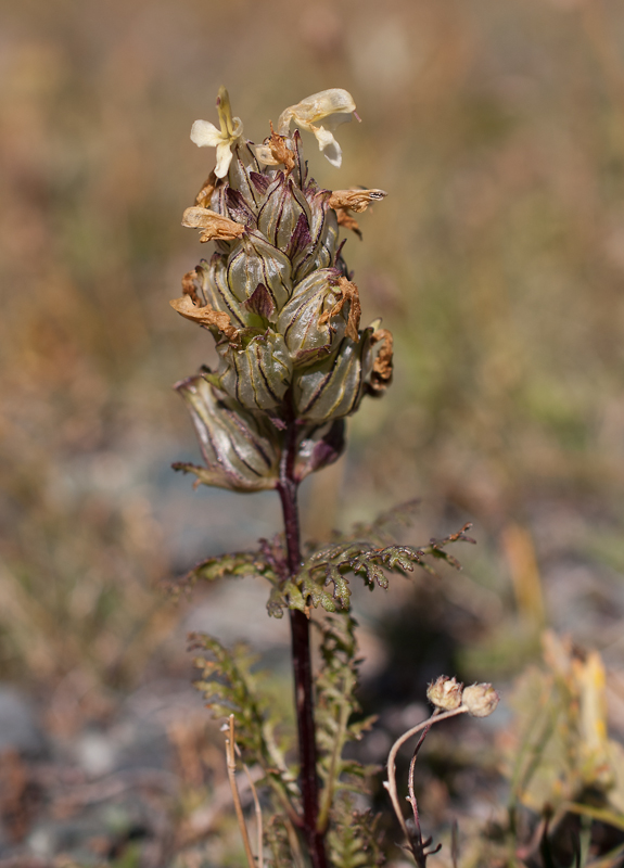 Изображение особи Pedicularis abrotanifolia.