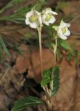 Chimaphila japonica