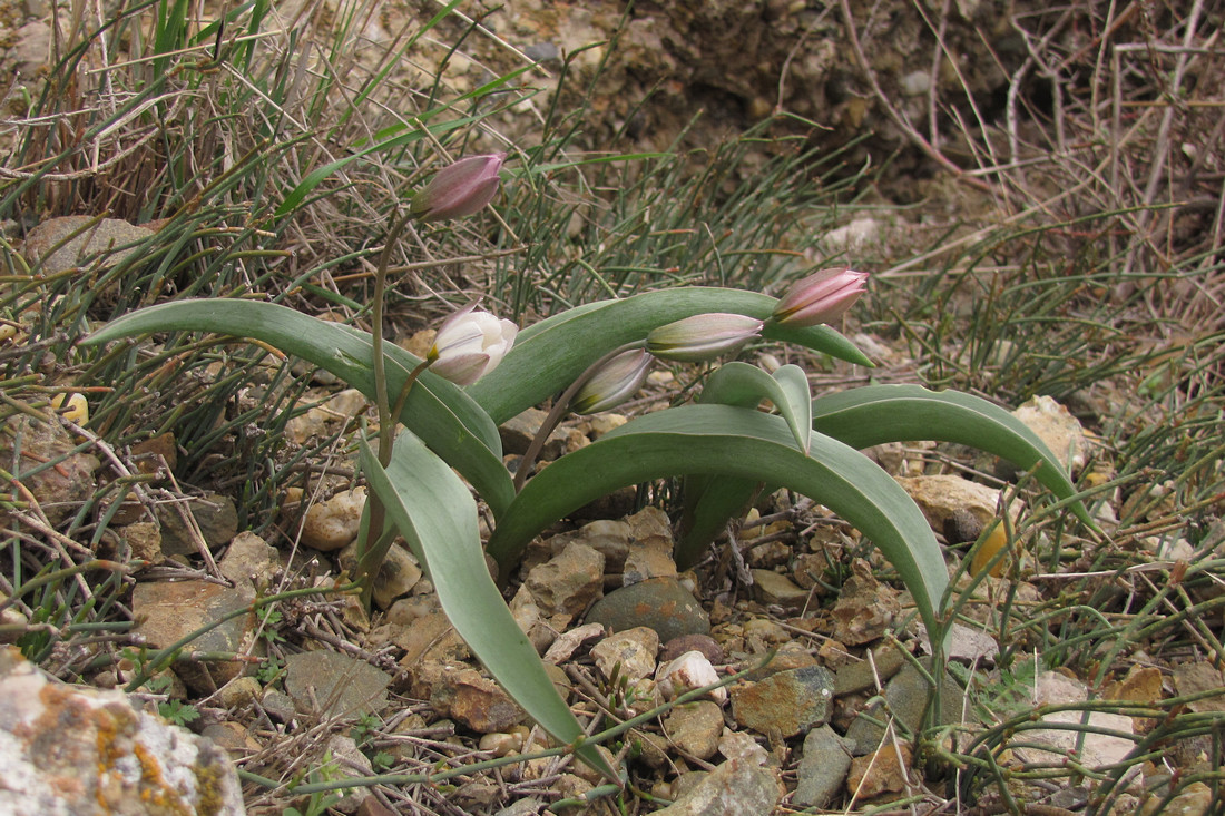 Изображение особи Tulipa biflora.