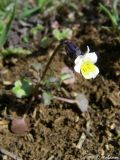 Viola arvensis