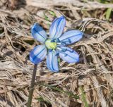 Scilla siberica