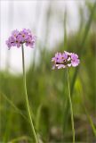 Primula farinosa