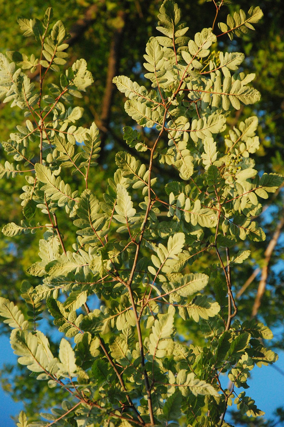 Изображение особи род &times; Crataegosorbus.