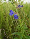 Scutellaria scordiifolia