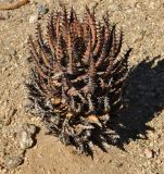 Aloe melanacantha