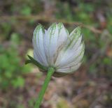 Astrantia trifida