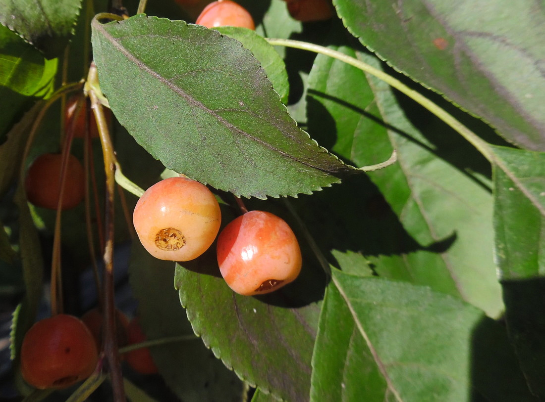 Изображение особи Malus baccata.