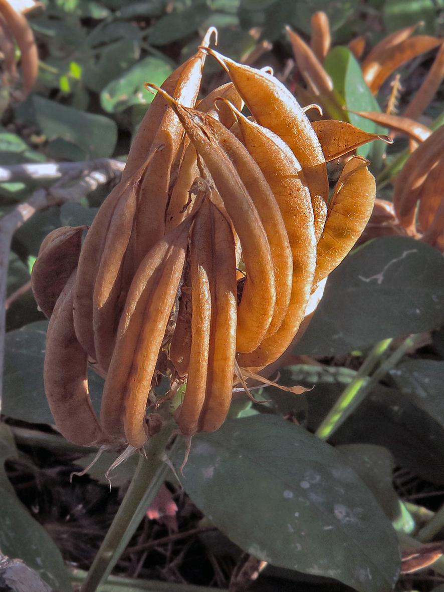 Image of Astragalus glycyphyllos specimen.