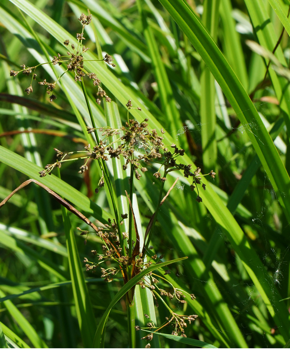 Изображение особи Scirpus sylvaticus.