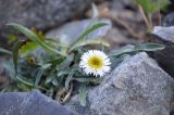 Erigeron pallidus