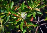 Ploiarium alternifolium