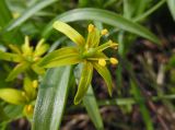 Gagea lutea