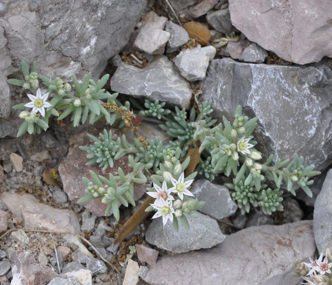 Изображение особи Sedum hispanicum.